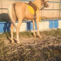 اسب اصیل کرره شاهرنگ|اسب و تجهیزات اسبسواری|سراب, |دیوار