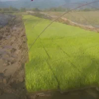 توم نشا هاشمی
