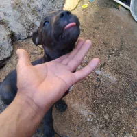 حیوان|سگ|مسجد سلیمان, |دیوار