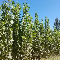 حراج صنوبر به قیمت عمده و انواع نهال