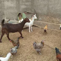 بز فروشی|حیوانات مزرعه|طبس, |دیوار