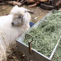 بز کهره|حیوانات مزرعه|کرمان, |دیوار