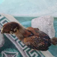 جوجه مرغ ۴۵ روزه گلپایگانی|حیوانات مزرعه|ماهدشت, |دیوار