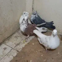 کبوتربگرد|پرنده|کرمانشاه, |دیوار