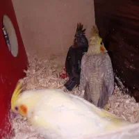 ۳ تا جوجه عروس هلندی سرلاکی و مرغ عشق