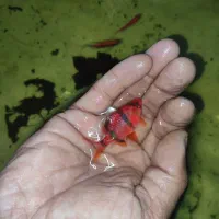 ماهی اکواریوم گوپی کالر آنجل زبرا پمپ هوا|ماهی|گلبهار, شهر جدید گلبهار|دیوار