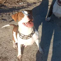 جفت مواد استافورد