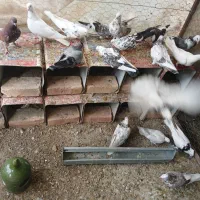 فروش ۱۷ عدد کبوتر پرشی