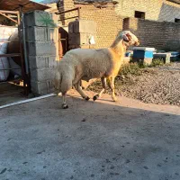 بره قوچ|حیوانات مزرعه|فاضل آباد, |دیوار