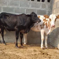 گوساله پرواری