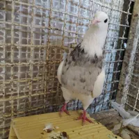 کبوتر. طوقی..شازده