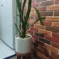 گلدون باپایه