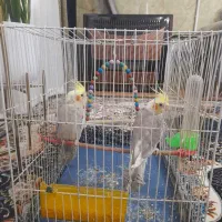 یک جفت عروس هلندی باقفس|پرنده|مشهد, شهید علی محمدی|دیوار