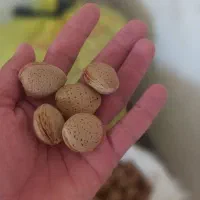بادم|عمدهفروشی|بیرجند, |دیوار