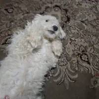 سگ تریر پودل|سگ|تهران, خزانه|دیوار
