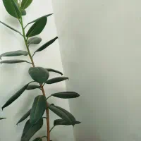 گل‌های زیبا|گل و گیاه طبیعی|شهرکرد, |دیوار