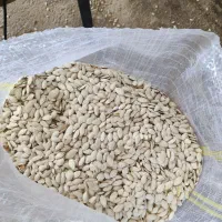 تخم کدو گوشتی و صدفی|عمدهفروشی|اقلید, |دیوار