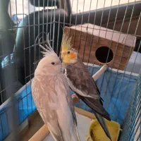 عروس هلندی|پرنده|قم, فرهنگیان و شهربانی|دیوار