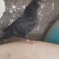 حمیدیه طریق خسرج