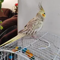 عروس هلندی|پرنده|تالش, تالش|دیوار