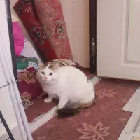 وگذاری گربه نژاد دار - رایگان|گربه|زنجان, |دیوار