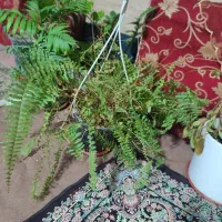 گلدون طبیعی|گل و گیاه طبیعی|تهران, تهرانپارس غربی|دیوار