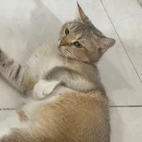 واگذاری گربه بریتیش|گربه|کرمانشاه, |دیوار