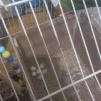 جفت طوطی برزیلی|پرنده|حمیدیه, |دیوار