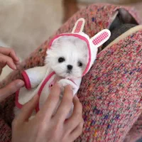 مالتیز تیکاپ|سگ|باوی, |دیوار