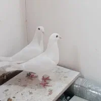 کبوتر|پرنده|کرمان, |دیوار