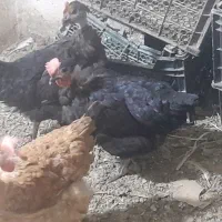 مرغ رسمی تخم کن|حیوانات مزرعه|قم, سیدان|دیوار