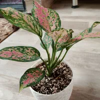 اولی رد استار خاص تمرین اگلونما قیمت ۳۸۰ تومن|گل و گیاه طبیعی|مراغه, |دیوار