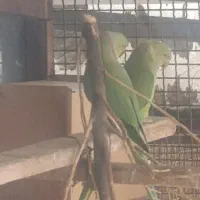 طوطی ملنگو مولد