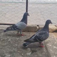 جفتی پلاکی هوایی