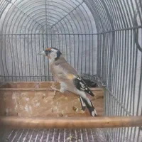 سهره|پرنده|شیراز, شهرک بهار|دیوار