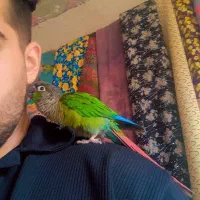 طوطی گرینچیک|پرنده|مهاباد (آذربایجان غربی), |دیوار