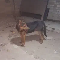 واگذاری سگ نژاد ژرمن دوبرمن|سگ|کرج, گلدشت|دیوار