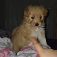 پودل کراس ۲ماهه|سگ|کرج, عظیمیه|دیوار