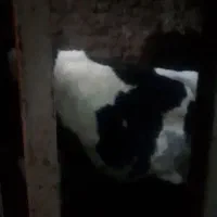 گاو نژاد دار آبستن