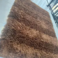 شگی