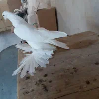 کفتر پاپر|پرنده|ممقان, |دیوار