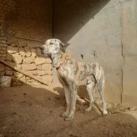 سلام خدمت دوستان سگ نر درج یک سگ جو