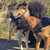 واگذاری سگ نگهبان رایگان|سگ|لاهیجان, لیالستان|دیوار