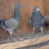 دوتا کفتر خوب پلاکی فروشی|پرنده|نهاوند, |دیوار