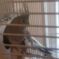 عروس هلندی جفت به شرط جوجه|پرنده|نجف‌آباد, ویلاشهر|دیوار