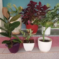 گل‌های اپارتمانی