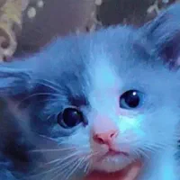 بچه گربه پرشین اسکاتیش