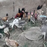 جوجه غاز