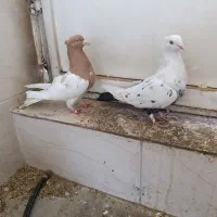 سه عددکبوترماده|پرنده|شیراز, کوشک میدان|دیوار