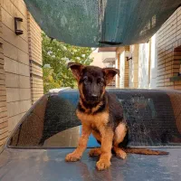 توله ژرمن شپرد شولاین نر ۴ ماهه بلک فیس